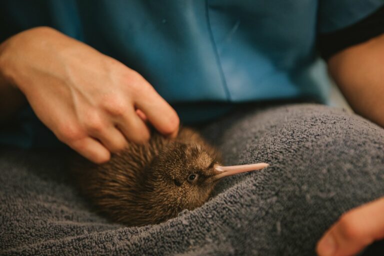 Rowi Kiwi West Coast Wildlife Centre Franz Josef