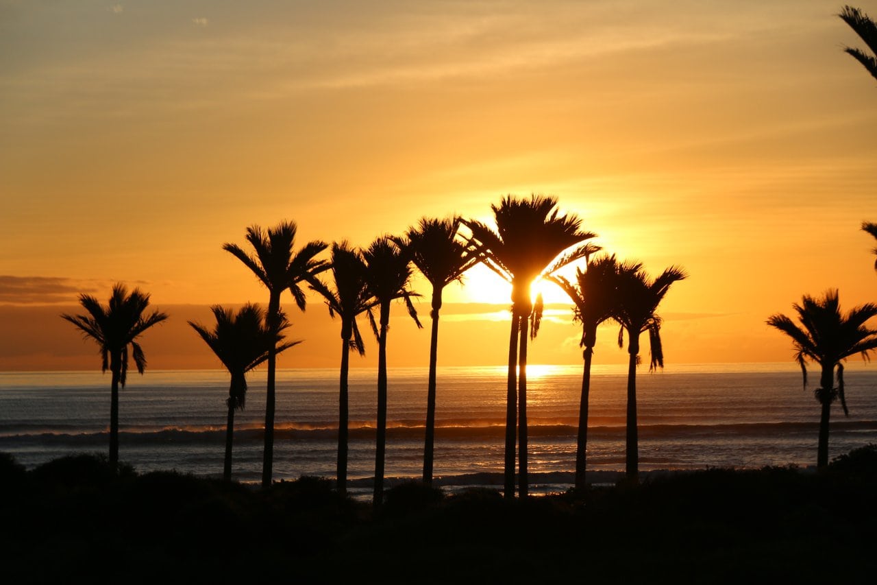Nikau Palms Karamea Sunset