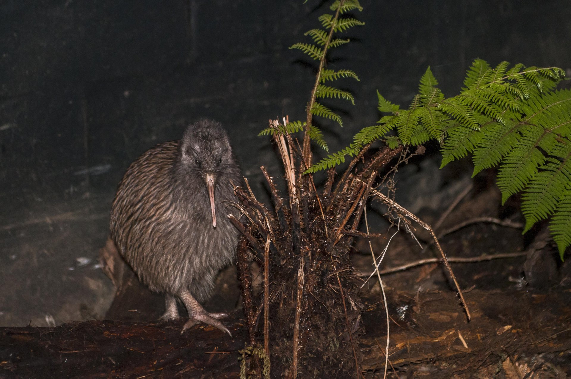 Kiwi Bird at West Coast Wildlife Centre Franz Josef Kiwi Bird at West Coast Wildlife Centre Franz Josef