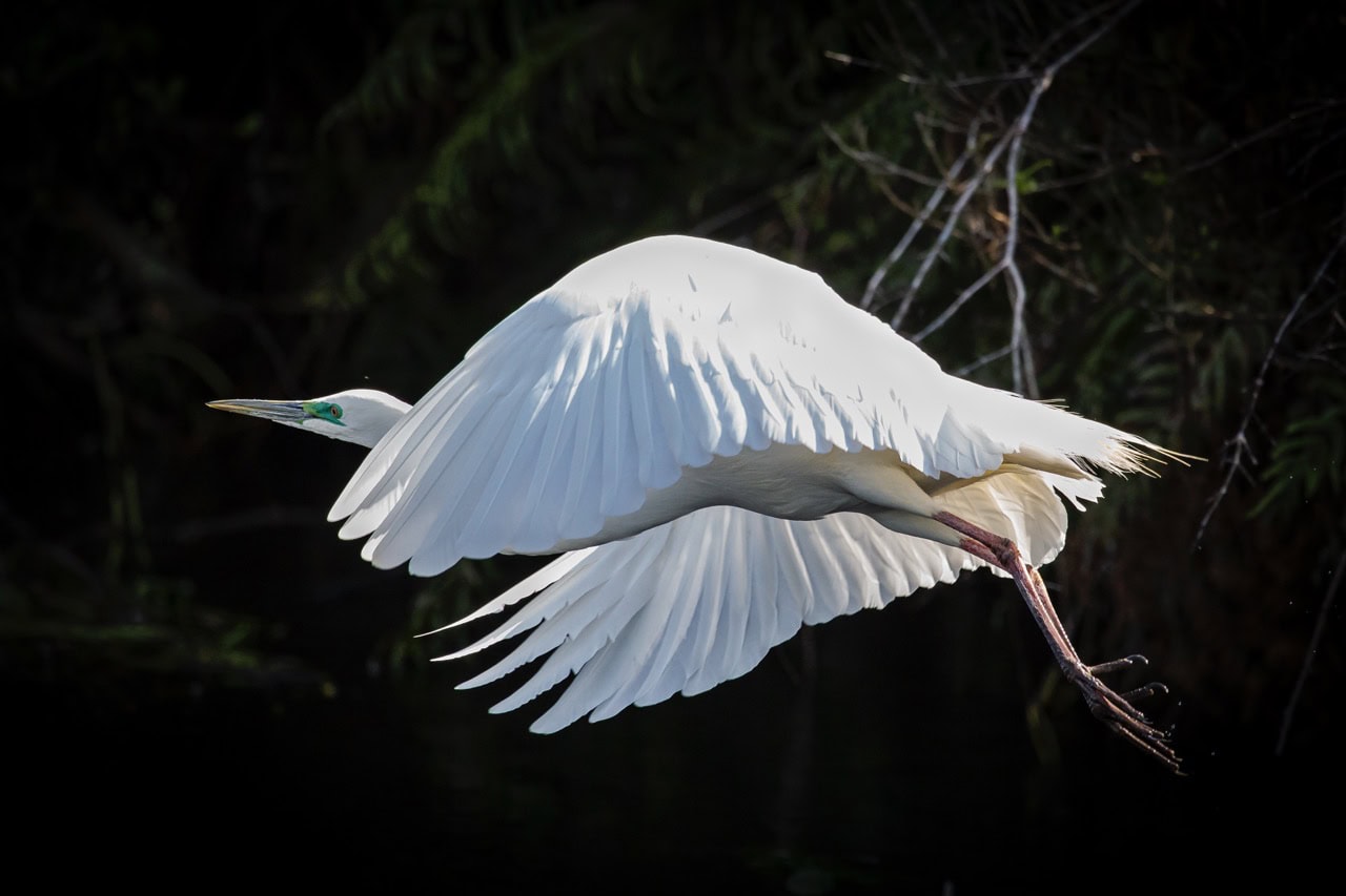 White Heron credit Geoff Marks